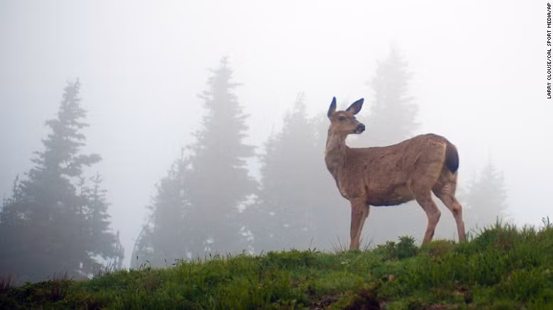  Công viên quốc gia Olympic là nơi dễ dàng tới nhất nằm ở bang Washington. Đây cũng là điểm đến vào mùa đông trải nghiệm cảm giác trượt tuyết qua những làng quê và những triền đồi.