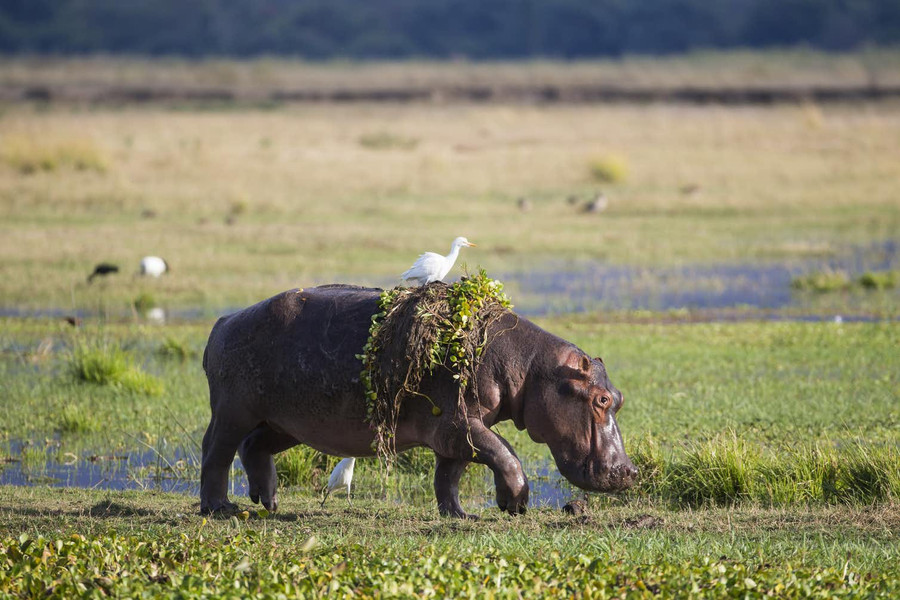 Hà mã chạy lên đất khô để nghỉ ngơi, rồi lại lật đật quay về sông nước khi trời sáng lên