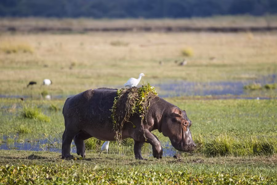 Hà mã chạy lên đất khô để nghỉ ngơi, rồi lại lật đật quay về sông nước khi trời sáng lên