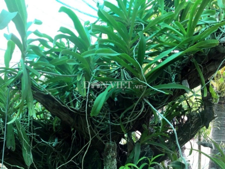 Cây hoa lan trong vườn của anh Tiển đang phát triển tốt. Hiện anh có khoảng 2.000 giò lan Cây hoa lan trong vườn của anh Tiển đang phát triển tốt. Hiện anh có khoảng 2.000 giò lan