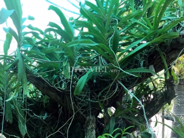 Cây hoa lan trong vườn của anh Tiển đang phát triển tốt. Hiện anh có khoảng 2.000 giò lan