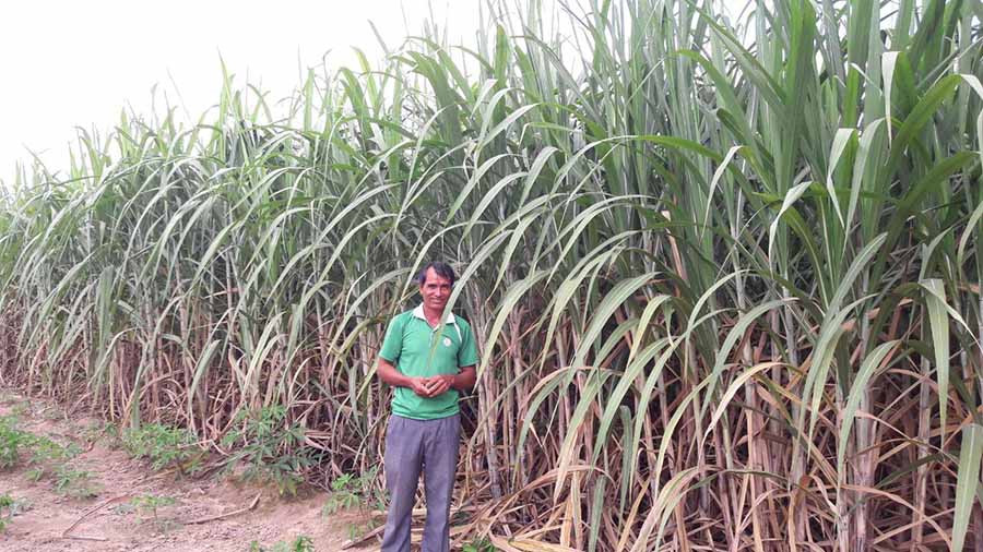  Ông Phạm Văn Thứ (thôn 3, xã Ia Sol, huyện Phú Thiện) bên ruộng mía lưu gốc phát triển tốt. Ảnh: N.T