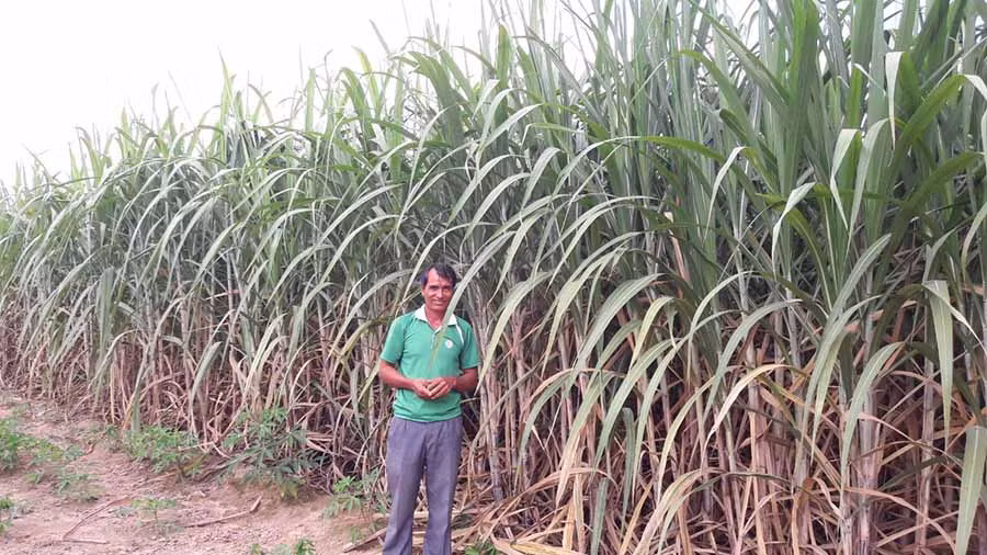  Ông Phạm Văn Thứ (thôn 3, xã Ia Sol, huyện Phú Thiện) bên ruộng mía lưu gốc phát triển tốt. Ảnh: N.T