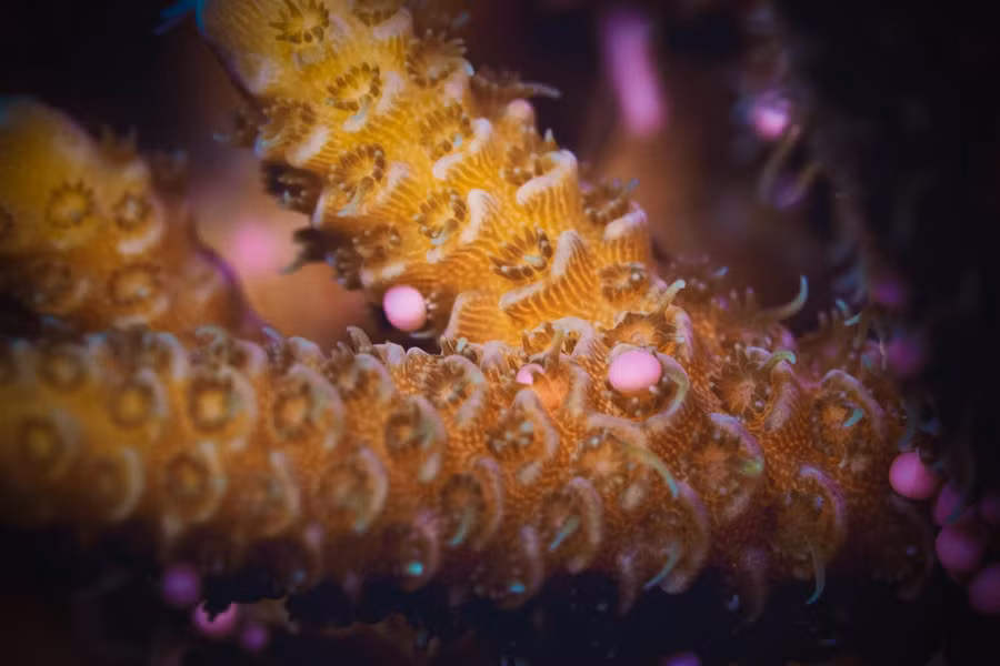  San hô đẻ trứng khi trăng non