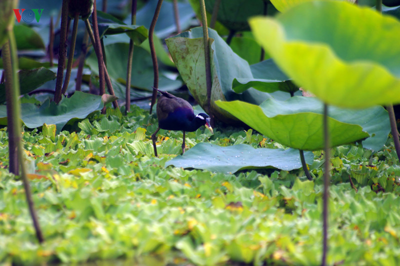 Trích cồ là loài chim đẹp: khi trưởng thành có màu xanh dương và xanh lá cây ở phần ức và bụng; chân, mỏ và trên đầu có màu đỏ tươi