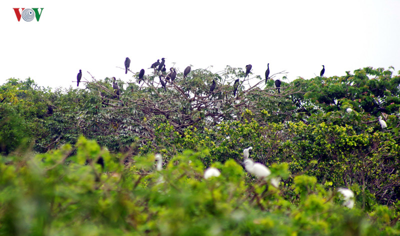  Rừng tràm Trà Sư là nơi cư trú của hơn 70 loài chim, trong đó có nhiều loài quý, hiếm.