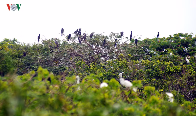 Rừng tràm Trà Sư là nơi cư trú của hơn 70 loài chim, trong đó có nhiều loài quý, hiếm.