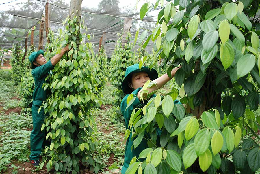 Công nhân Công ty TNHH một thành viên Cao su Chư Sê chăm sóc vườn hồ tiêu của gia đình. Ảnh: K.N.B  Công nhân Công ty TNHH một thành viên Cao su Chư Sê chăm sóc vườn hồ tiêu của gia đình. Ảnh: K.N.B