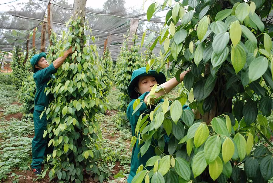  Công nhân Công ty TNHH một thành viên Cao su Chư Sê chăm sóc vườn hồ tiêu của gia đình. Ảnh: K.N.B