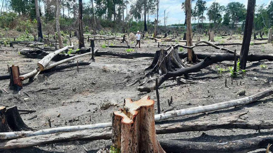 Hiện trường 1 vụ phá rừng tại Ban Quản lý rừng phòng hộ Đức Cơ. Ảnh: Chí Hào Hiện trường 1 vụ phá rừng tại Ban Quản lý rừng phòng hộ Đức Cơ. Ảnh: Chí Hào