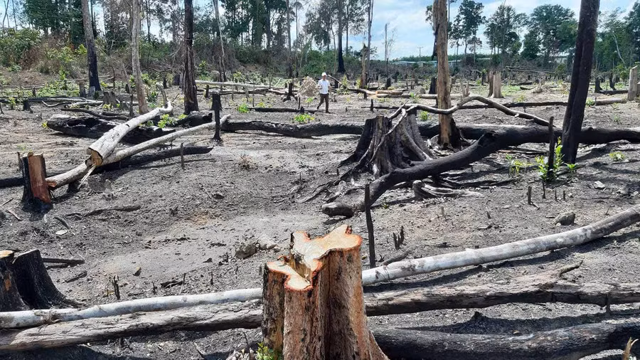 Hiện trường 1 vụ phá rừng tại Ban Quản lý rừng phòng hộ Đức Cơ. Ảnh: Chí Hào