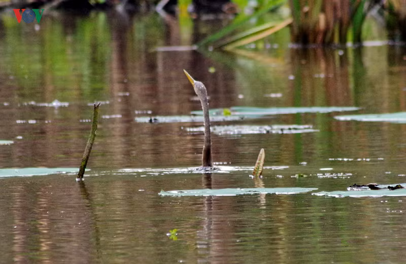 Chim ở rừng có 70 loài thuộc 13 bộ và 3 họ. Trong đó có 2 loài quý hiếm là cò lạo Ấn Độ (giang sen), cò rắn (điêng điểng) như trong hình.