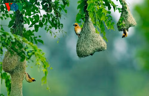 Tổ chim ròng rọc