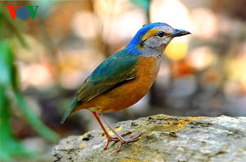 ...và chim đuôi cụt đầu xanh (Blue-rumped Pitta) - 2 loài chim thu hút các nhiếp ảnh gia đến Việt Nam để săn tìm chụp ảnh hằng năm.