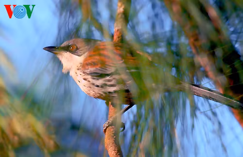 Mi Langbiang (Crocias Langbiangnis), còn gọi Mi núi Bà (Langbiangnis), đặc hữu Langbiang Đà Lạt. Sinh cảnh cao nguyên hiện đang bị thu hẹp... loài này hiếm dần trong vài năm nay.