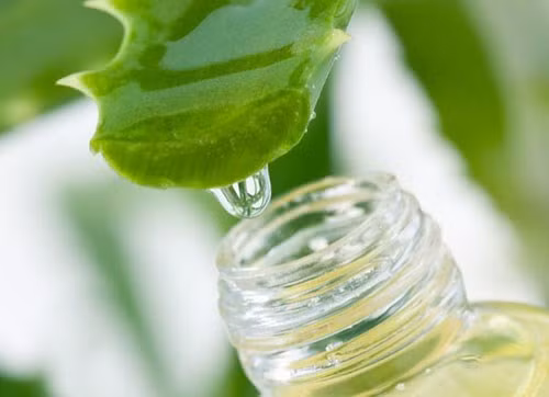 Nha đam hiệu quả trong việc làm giảm sự đau đớn, khó chịu