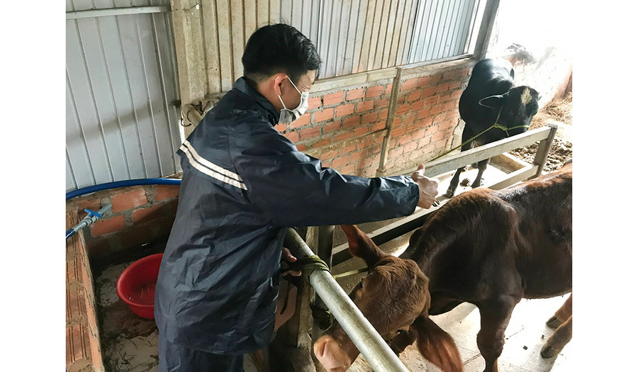 Cán bộ thú y Trung tâm Dịch vụ nông nghiệp huyện Đak Đoa tiêm vắc xin phòng bệnh cho đàn bò. Ảnh: Nguyễn Hồng