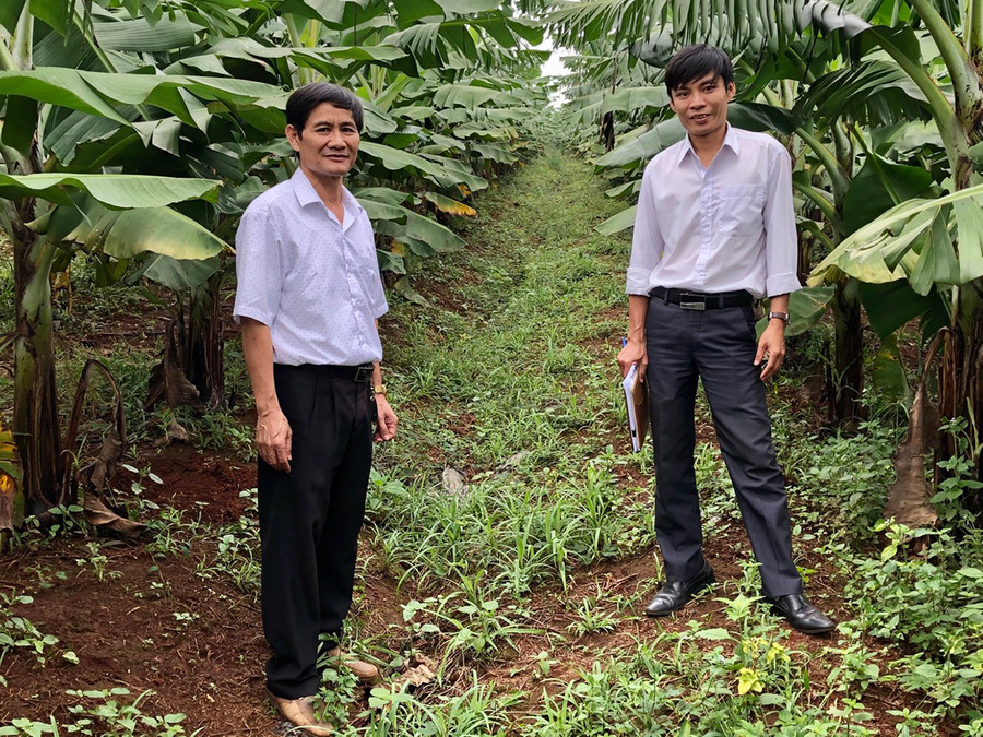 Mô hình trồng chuối ở huyện Đak Đoa được cấp mã số vùng trồng. Ảnh: Lê Nam Mô hình trồng chuối ở huyện Đak Đoa được cấp mã số vùng trồng. Ảnh: Lê Nam