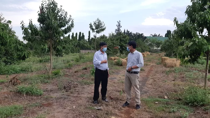 Sau khi được đổi đất, gia đình ông Vũ Đức Dậu đã đầu tư trồng cây lâu năm