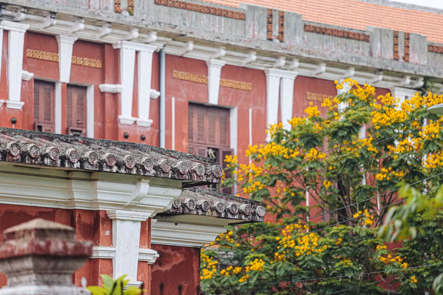 Vào hè, điệp vàng bung nở trong các ngôi trường THPT Hai Bà Trưng và Quốc học Huế. Dưới những tán cây điệp vàng cũng là nơi chứng kiến bao kỷ niệm của tuổi học trò. Ảnh: Lê Hoài Nhân