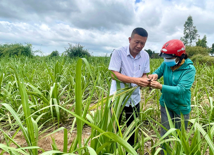 Cán bộ Trung tâm Dịch vụ nông nghiệp huyện Kbang cùng công chức Nông nghiệp-Môi trường xã Kông Lơng Khơng kiểm tra diện tích mía bị sâu bệnh gây hại. Ảnh: Minh Triều