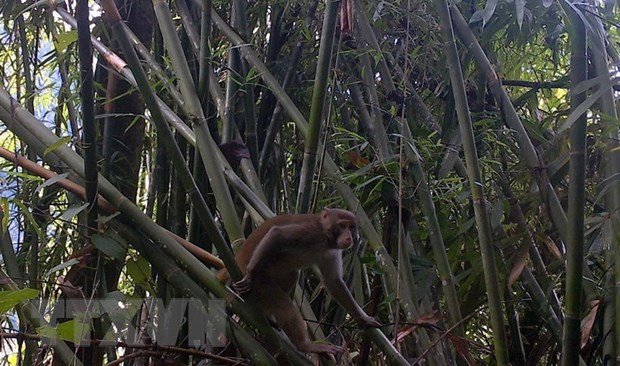 Khỉ mốc, một loài Linh trưởng đã xuất hiện tại Khu bảo tồn thiên nhiên Pù Hu, tỉnh Thanh Hóa. (Ảnh: Nguyễn Nam/TTXVN) Khỉ mốc, một loài Linh trưởng đã xuất hiện tại Khu bảo tồn thiên nhiên Pù Hu, tỉnh Thanh Hóa. (Ảnh: Nguyễn Nam/TTXVN)