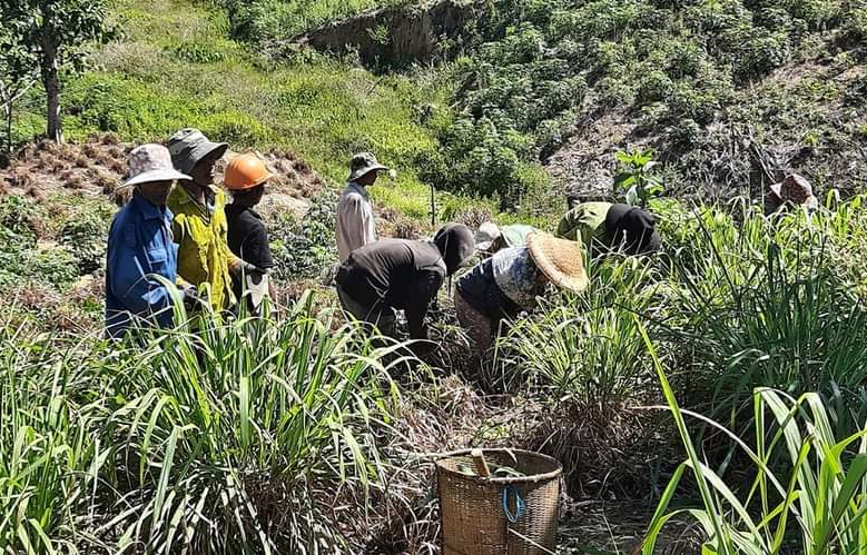 Người dân xã Ngọc Tem thu hoạch lá sả Java. Ảnh: QĐ Người dân xã Ngọc Tem thu hoạch lá sả Java. Ảnh: QĐ