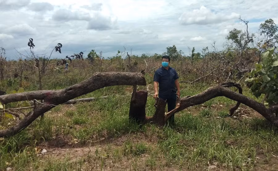 Một khoảnh rừng tại tiểu khu 202 (xã Ya Tờ Mốt) bị phá. Ảnh: T.C