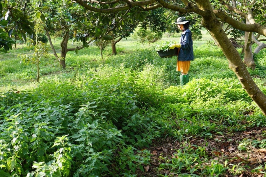 Lan trong một lần thu hoạch lá tầm ma để có nguyên liệu sấy mẻ trà mới
