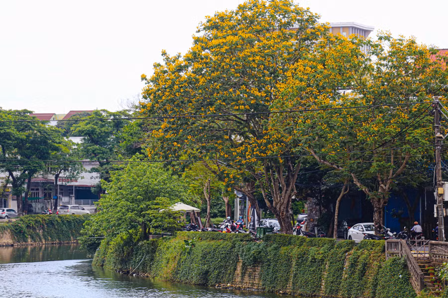 Điệp vàng được trồng khắp các nẻo đường xứ Huế, nhiều nhất là đoạn đường Phan Chu Trinh, chạy dọc bờ sông An Cựu
