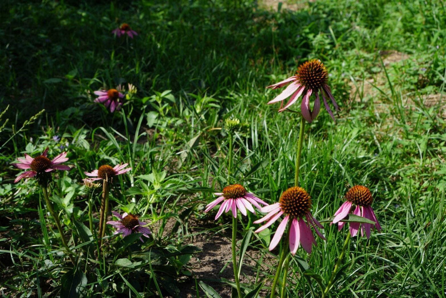 Cây hoa cúc tím (Echinacea) là loại thảo mộc có nguồn gốc từ Bắc Mỹ được Lan trồng thử nghiệm tại vườn. Ảnh: NVCC