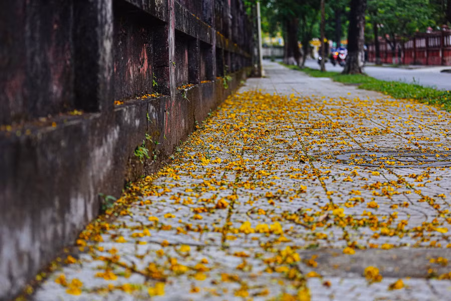 Từng cánh hoa điệp vàng rụng xuống đường, như một tấm thảm dẫn vào 2 ngôi trường nổi tiếng xứ Huế
