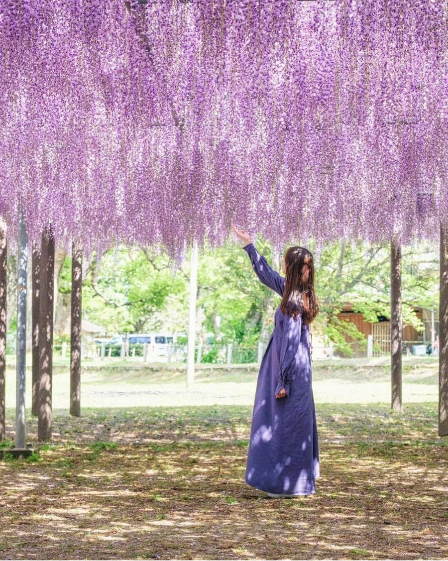 Cây cảnh tử đằng nở rộ ở ngôi làng cổ Oshino Hakkai dưới chân núi Phú Sĩ, Nhật Bản. Ảnh: LJ