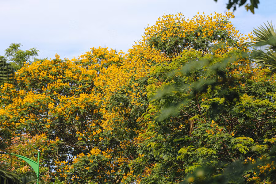  Những chùm hoa nở tít trên cao, rực rỡ trong ánh nắng mùa hạ