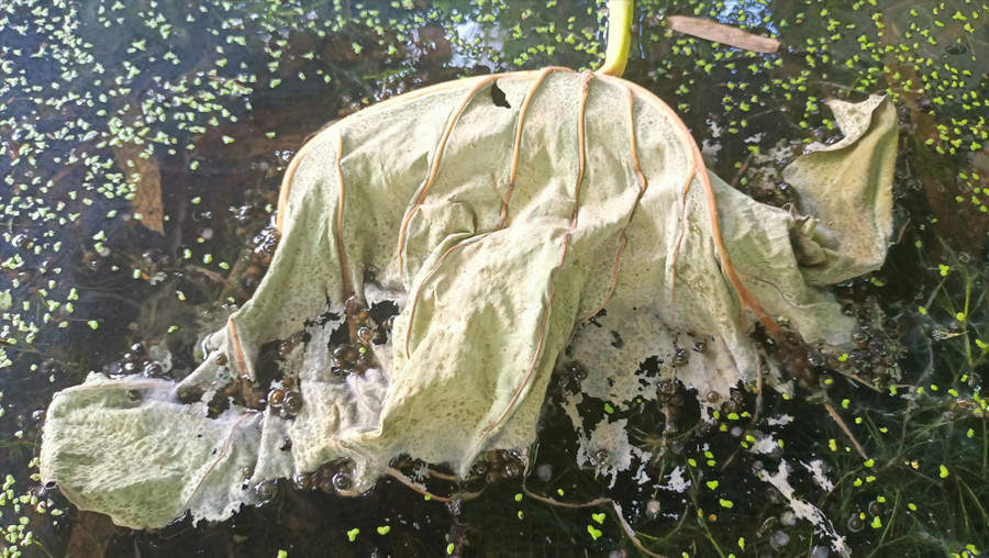 Sau gần 1 tháng ấp, trứng bắt đầu nở con. Ảnh: N.Q Sau gần 1 tháng ấp, trứng bắt đầu nở con. Ảnh: N.Q