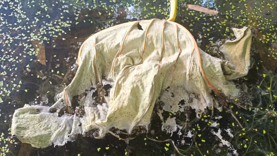 Sau gần 1 tháng ấp, trứng bắt đầu nở con. Ảnh: N.Q