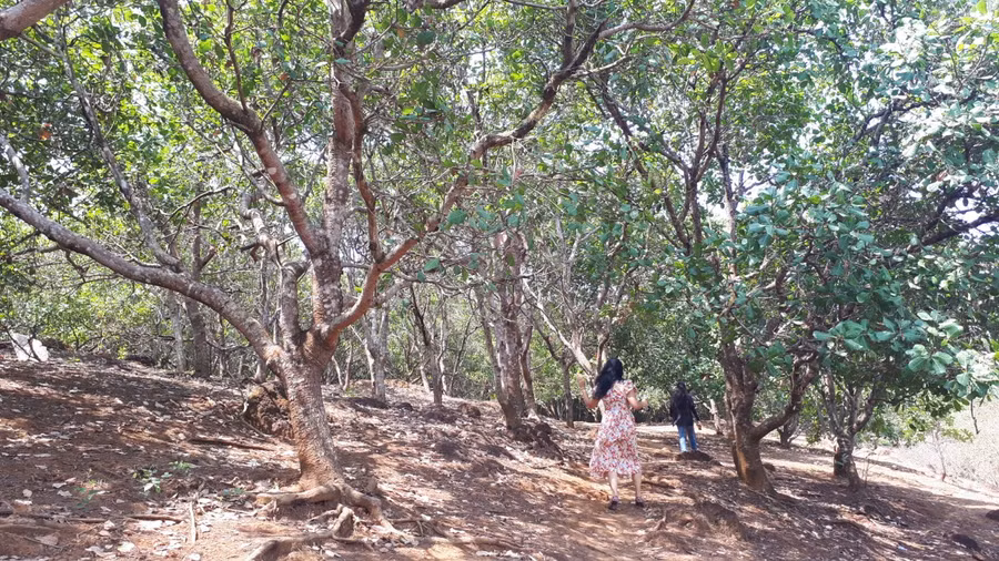 Vườn điều nằm trên con đường từ thác Mơ đến rừng cao su.