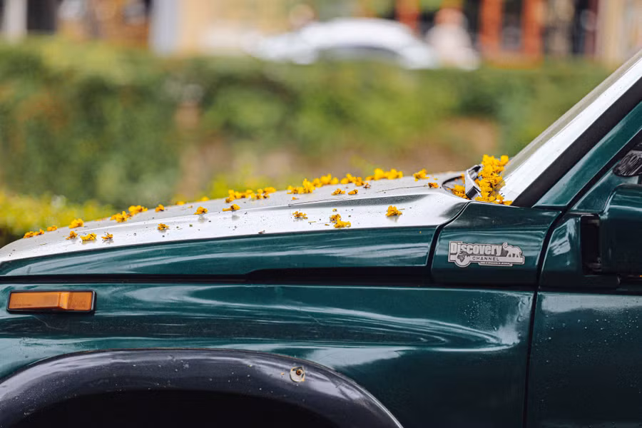  Hoa điệp đọng lại trên xe ô tô, tạo nên khung cảnh lãng mạn bất ngờ