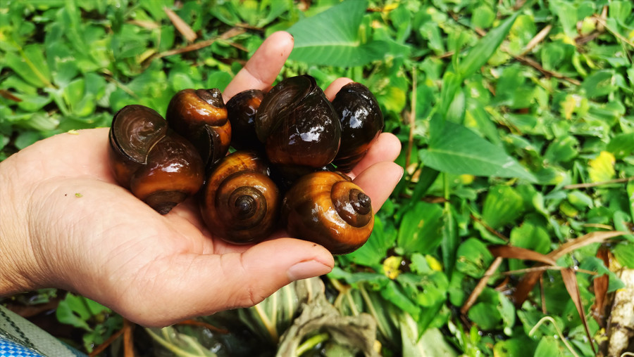 Từ khi còn làm hướng dẫn viên du lịch, Việt đã ấp ủ ý định nuôi ốc bươu đen. Ảnh: N.Q Từ khi còn làm hướng dẫn viên du lịch, Việt đã ấp ủ ý định nuôi ốc bươu đen. Ảnh: N.Q