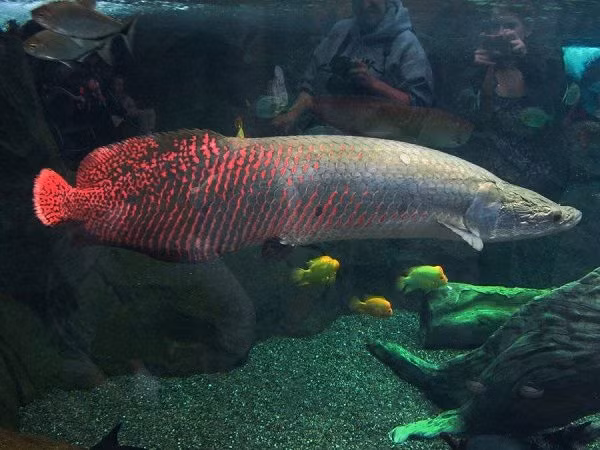 Loài cá càng to càng có giá trị, được mệnh danh là "quái vật nước ngọt" mà đại gia Việt chuộng nuôi ảnh 10