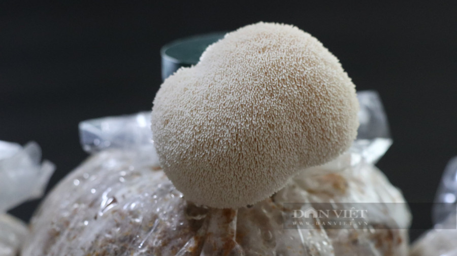 Nấm hầu thủ có giá trị dinh dưỡng cao, tốt cho người mất trí nhớ và đau dạ dày. Ảnh: Văn Long