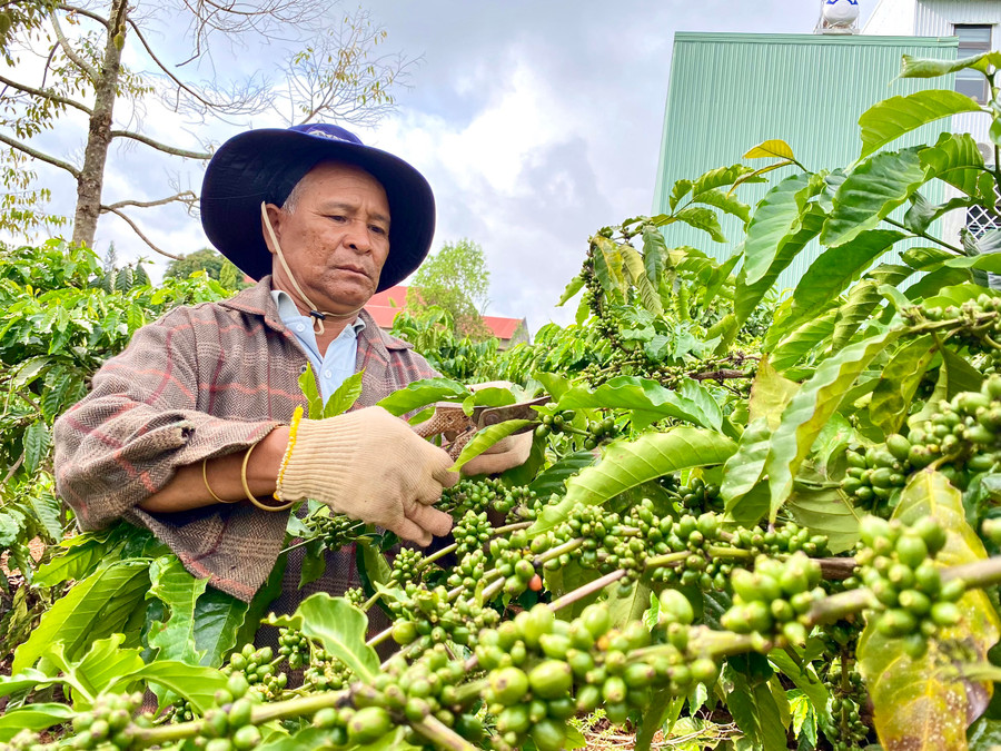 Ông Siu Núi (làng Ốp, phường Hoa Lư) chăm sóc vườn cà phê của gia đình. Ảnh: Hồng Thi Ông Siu Núi (làng Ốp, phường Hoa Lư) chăm sóc vườn cà phê của gia đình. Ảnh: Hồng Thi