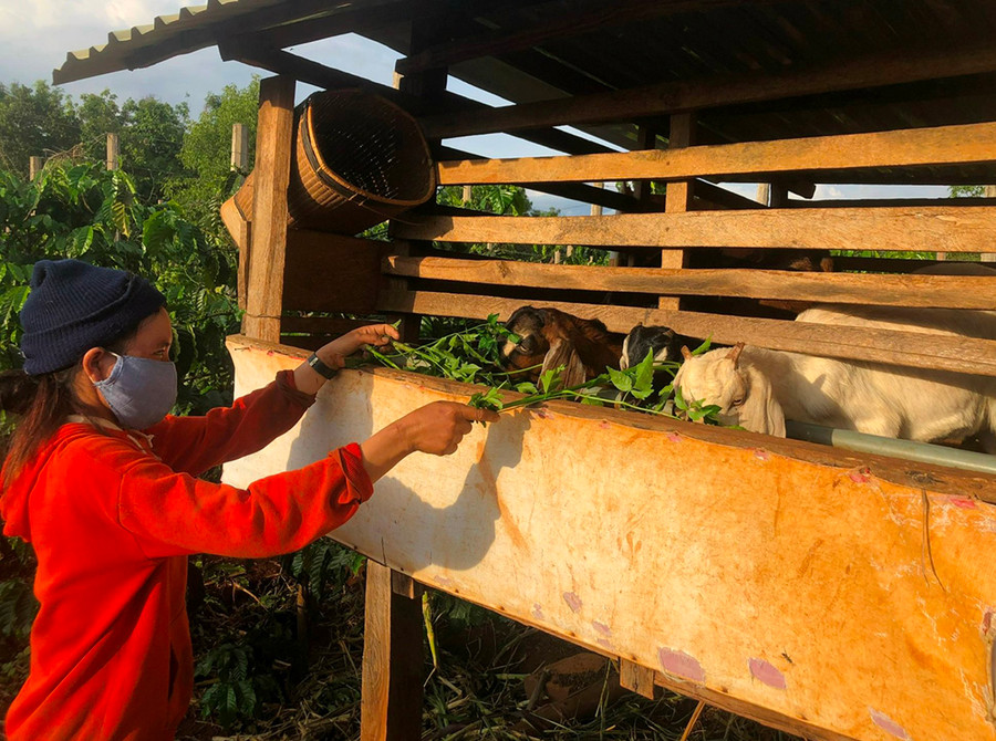 Chị Ayom, làng Chưp chăm sóc đàn dê. Ảnh: Đinh Yến