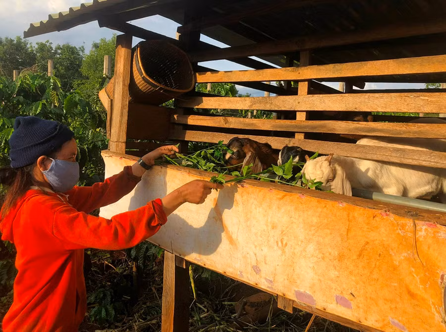 Chị Ayom, làng Chưp chăm sóc đàn dê. Ảnh: Đinh Yến