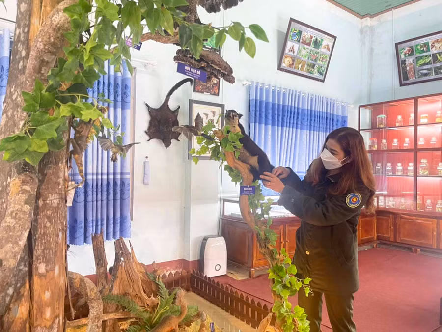 Chị Đinh Ngơi-Phó Giám đốc phụ trách Trung tâm Giáo dục môi trường và Dịch vụ môi trường kiểm tra những mẫu vật trong nhà lưu trữ của Khu BTTN. Ảnh: Lê Nam