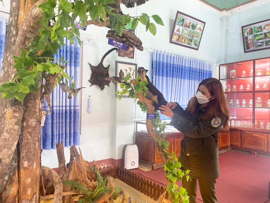 Chị Đinh Ngơi-Phó Giám đốc phụ trách Trung tâm Giáo dục môi trường và Dịch vụ môi trường kiểm tra những mẫu vật trong nhà lưu trữ của Khu BTTN. Ảnh: Lê Nam