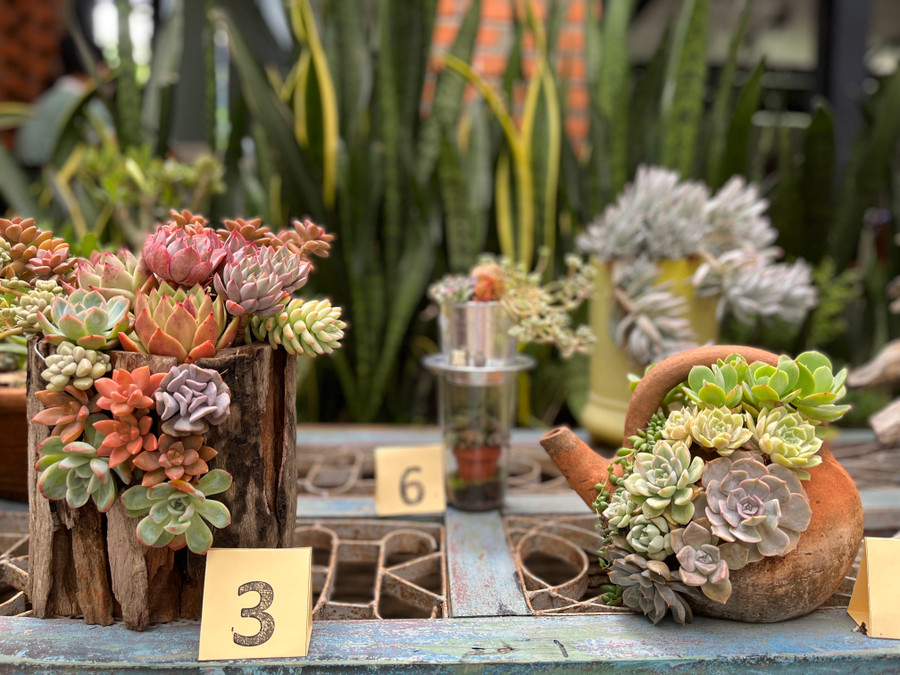 Các tác phẩm sen đá đẹp mắt được trồng trong các vật dụng tái chế. Ảnh: Phương Vi