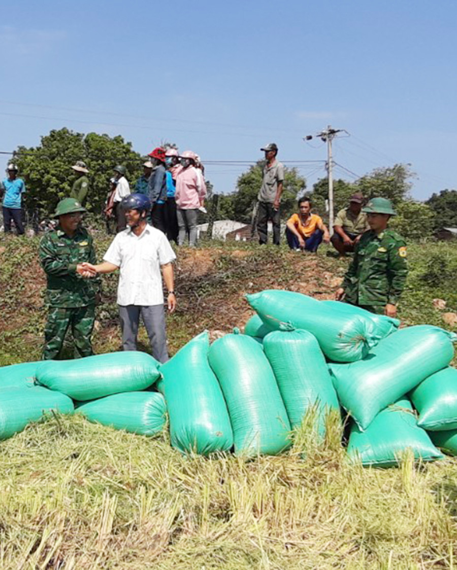 Bộ đội Biên Phòng và người dân trong xã Ia Mơr cùng hỗ trợ thu hoạch lúa Đông Xuân 2021-2022. Ảnh: Nguyễn Diệp