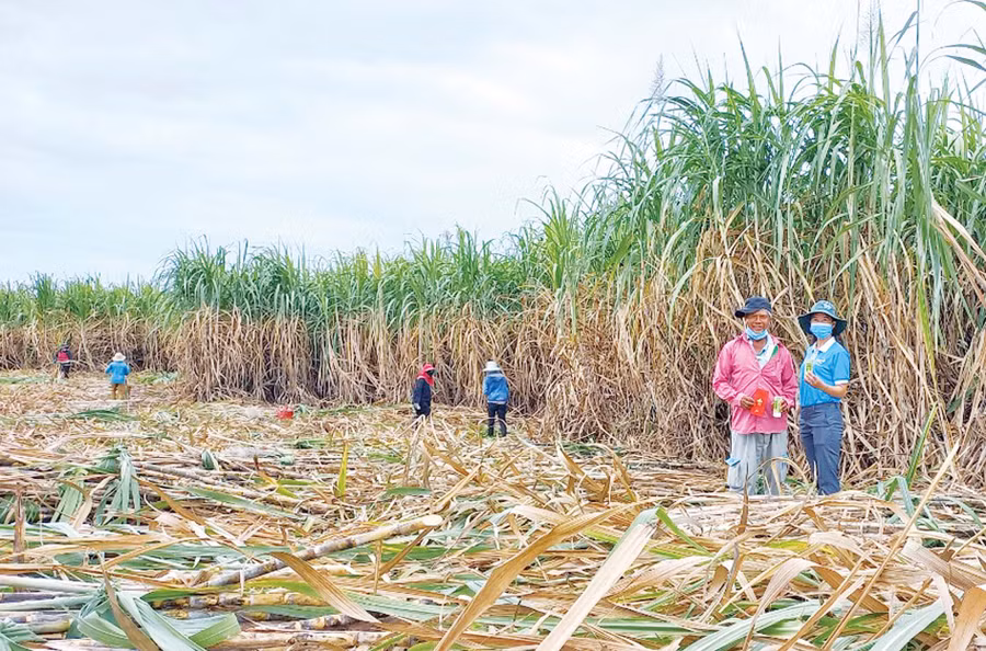 Vùng nguyên liệu mía của TTC Gia Lai trong vụ thu hoạch 2021-2022 (ảnh TTC Gia Lai).