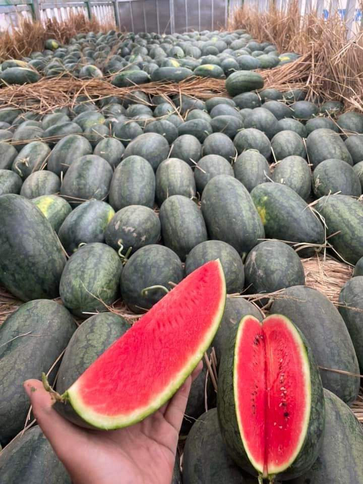 Thị trường tiêu thụ dưa hấu ở các tỉnh phía bắc đang tăng mạnh, hàng xuất khẩu sang Trung Quốc cũng được thuận lợi hơn trước. Ảnh: Quang Thuần